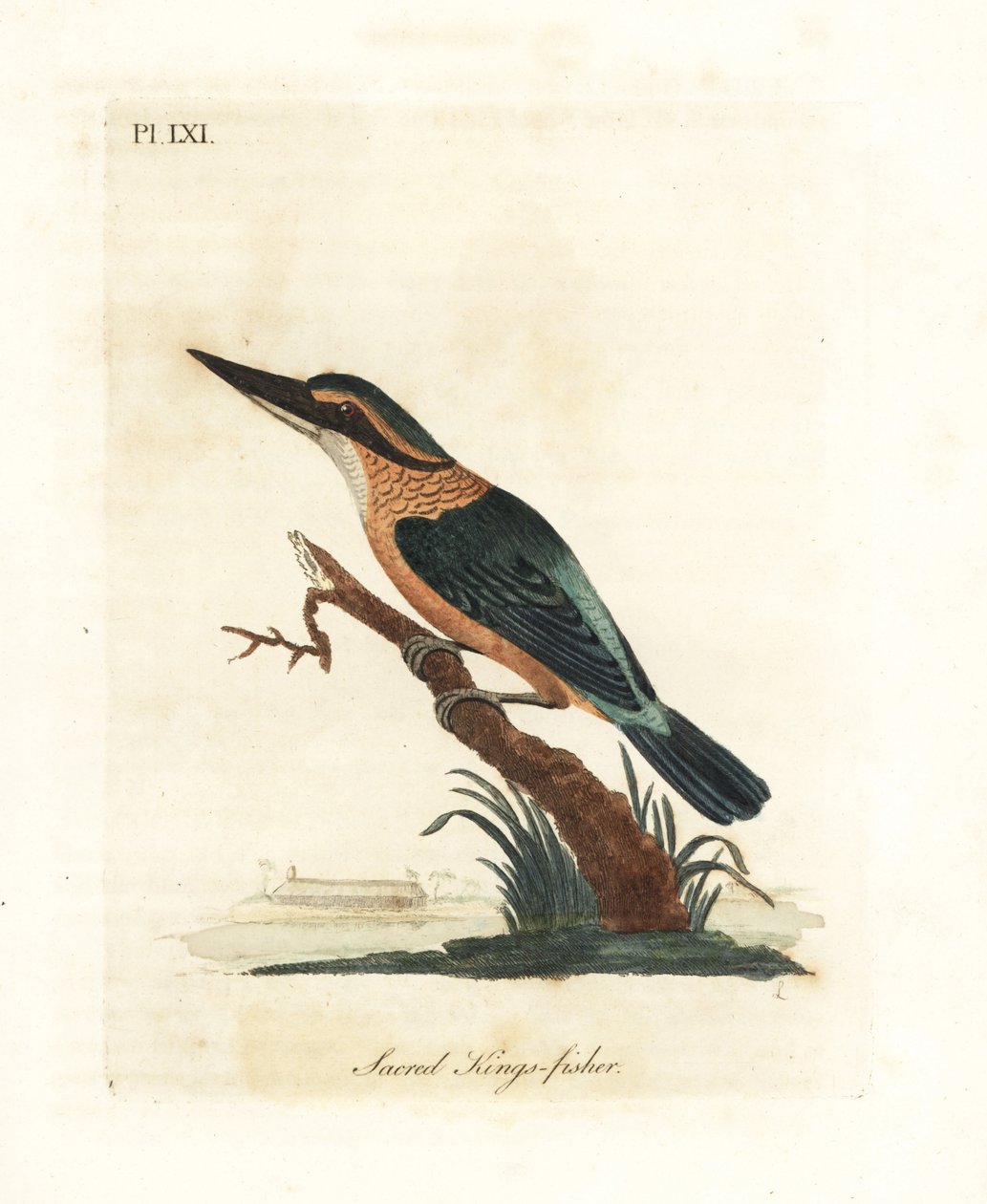 Heiliger Eisvogel, Todiramphus sanctus (Heiliger Eisvogel, Alcedo sacra). Handkolorierte Kupferplatte gezeichnet und graviert von John Latham aus seiner eigenen A General History of Birds, Winchester von John Latham