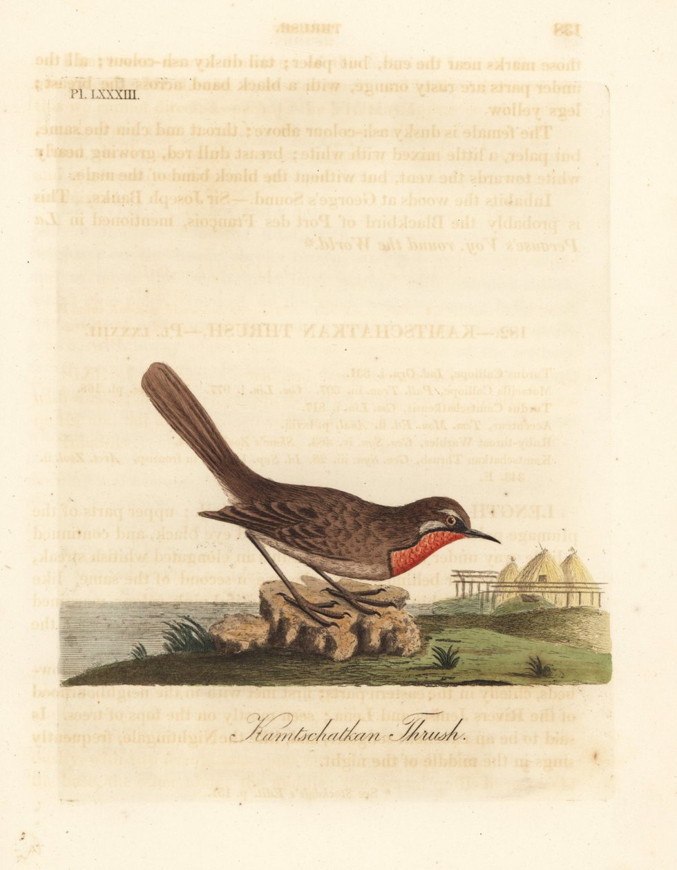Sibirische Rubinkehlchen, Luscinia calliope (Kamtschatka-Drossel, Turdus calliope). Handkolorierte Kupferplatte gezeichnet und graviert von John Latham aus seiner eigenen 