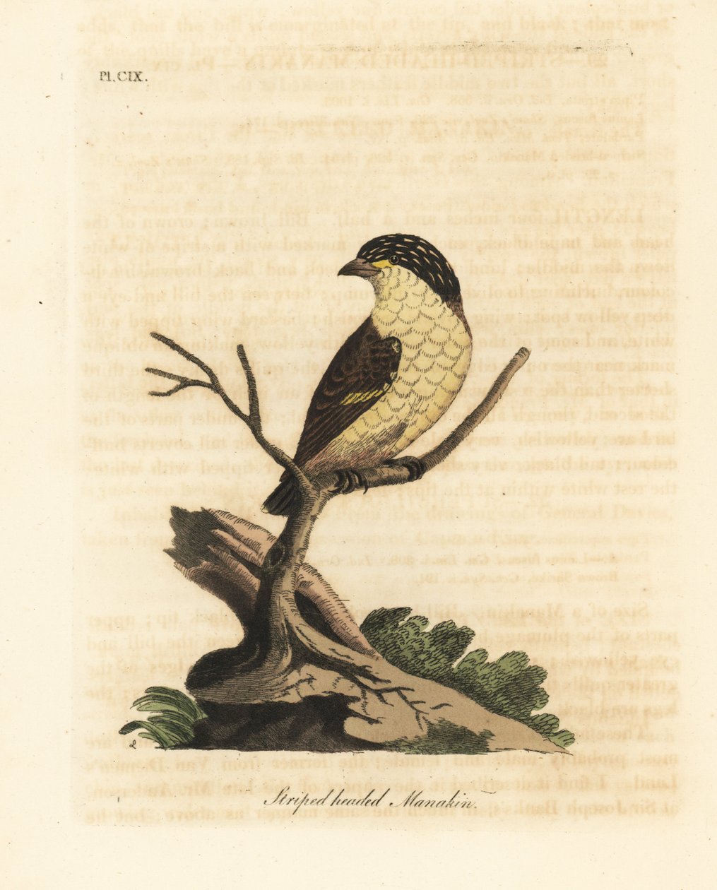 Gestreifter Pardalote, Pardalotus striatus (Gestreifter Manakin, Pipra striata) von John Latham