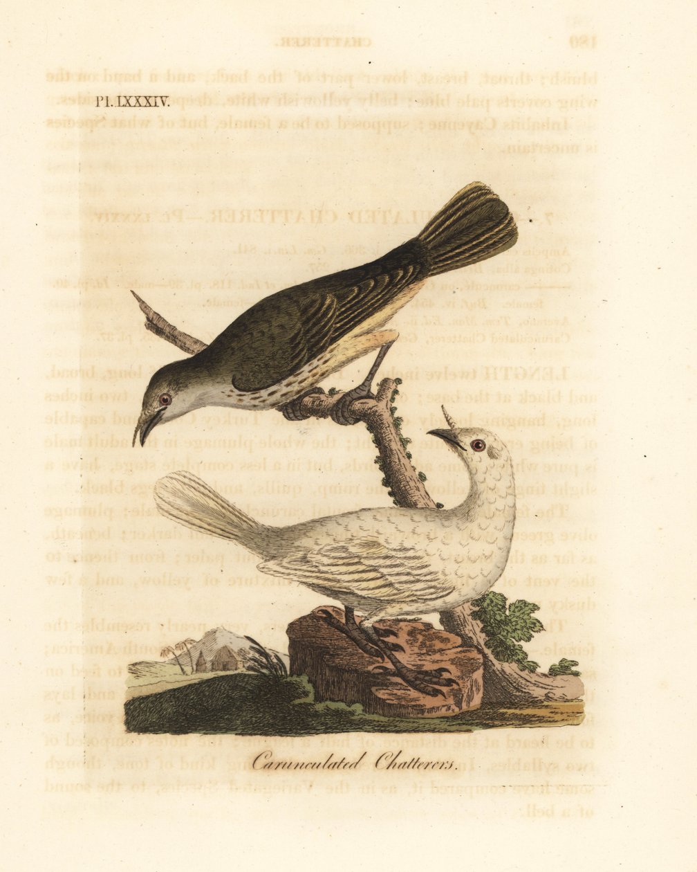 Weißer Glockenvogel, Procnias albus, männlich und weiblich (Warzenklapper, Ampelis carunculata). Handkolorierte Kupferplatte gezeichnet und graviert von John Latham aus seiner eigenen A General History of Birds, Winchester von John Latham