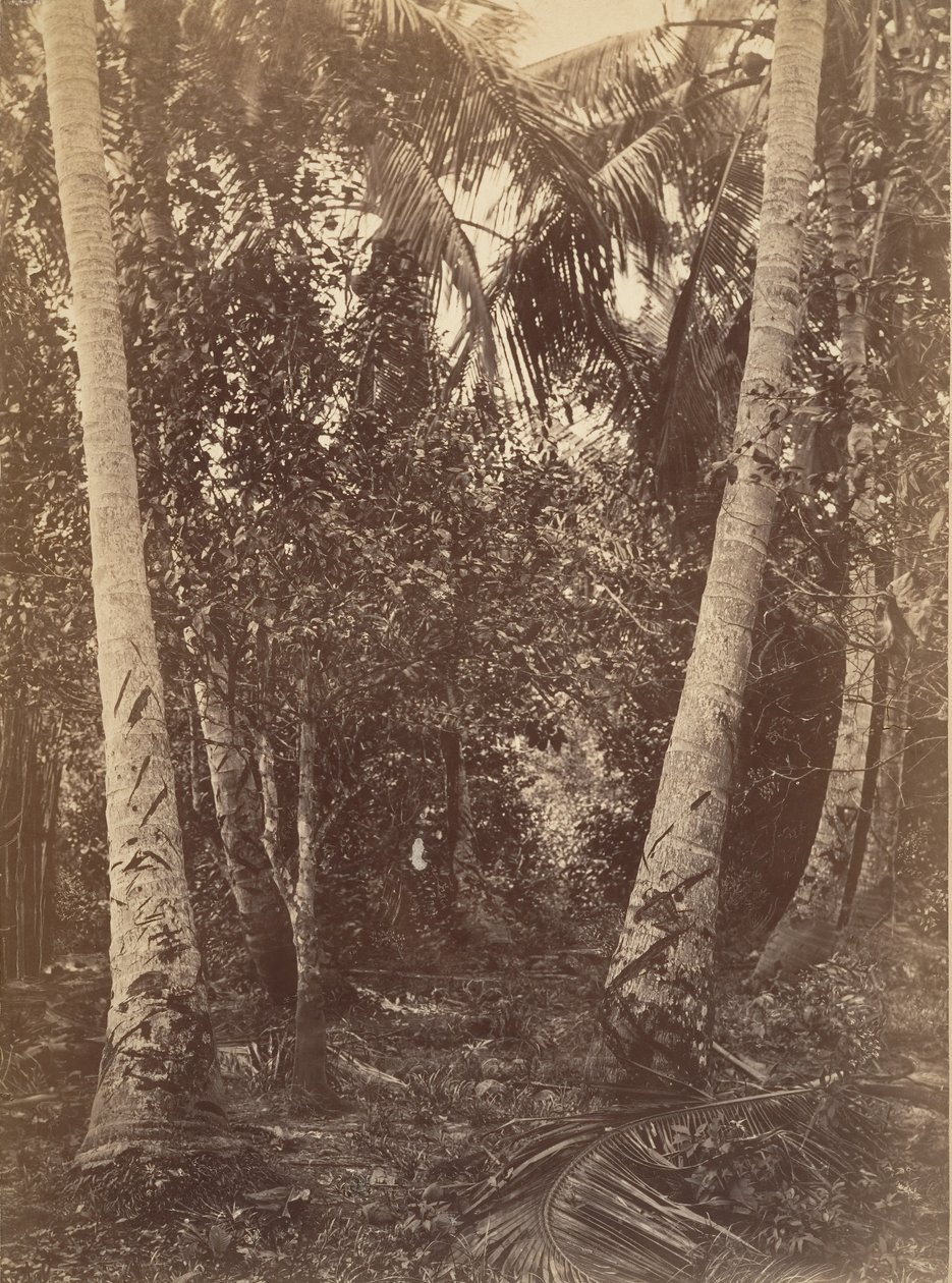 Tropische Landschaft, Wald in der Nähe von Turbo, 1871 von John Moran