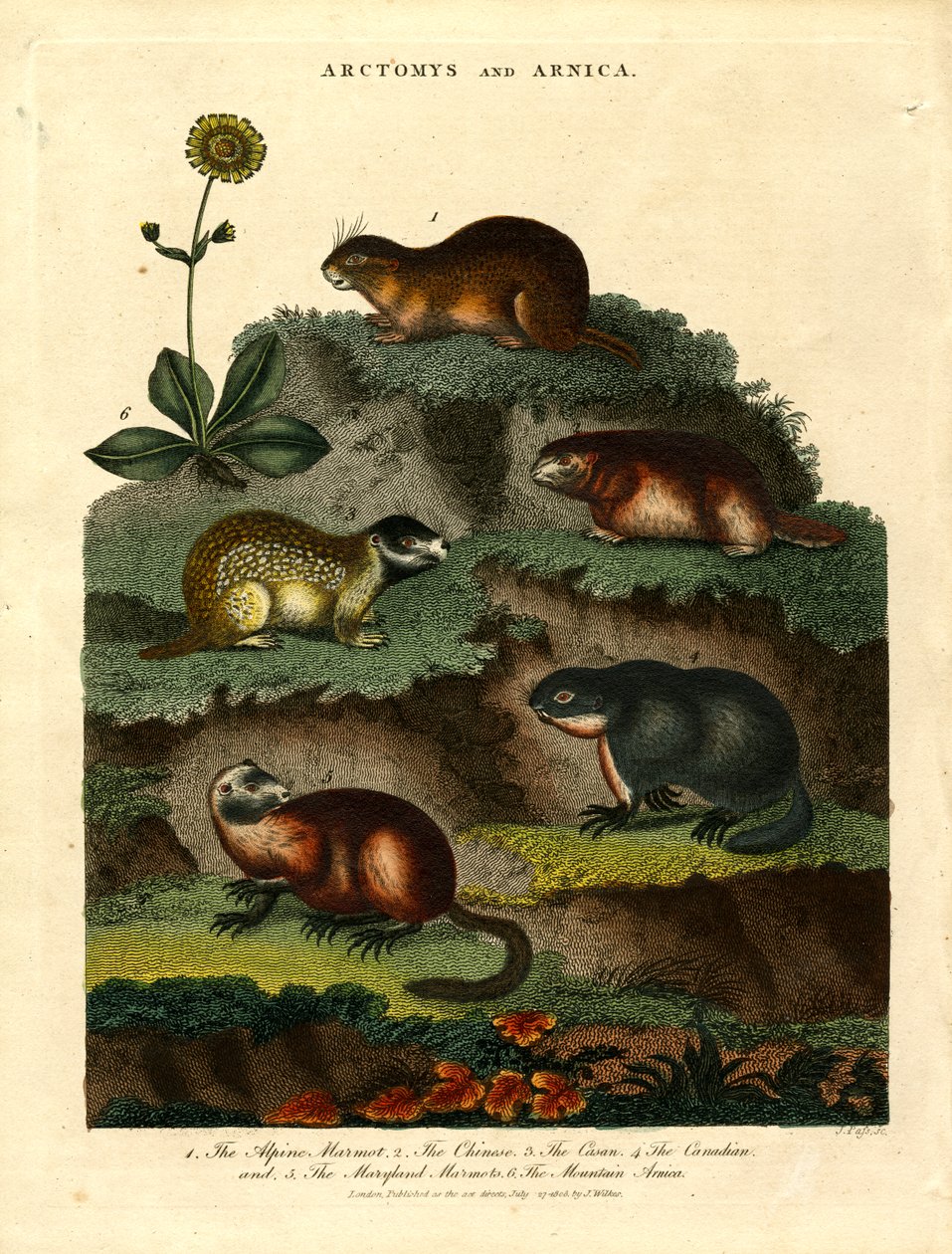 Arctomys und Arnika (Murmeltiere und Arnika) von John Pass
