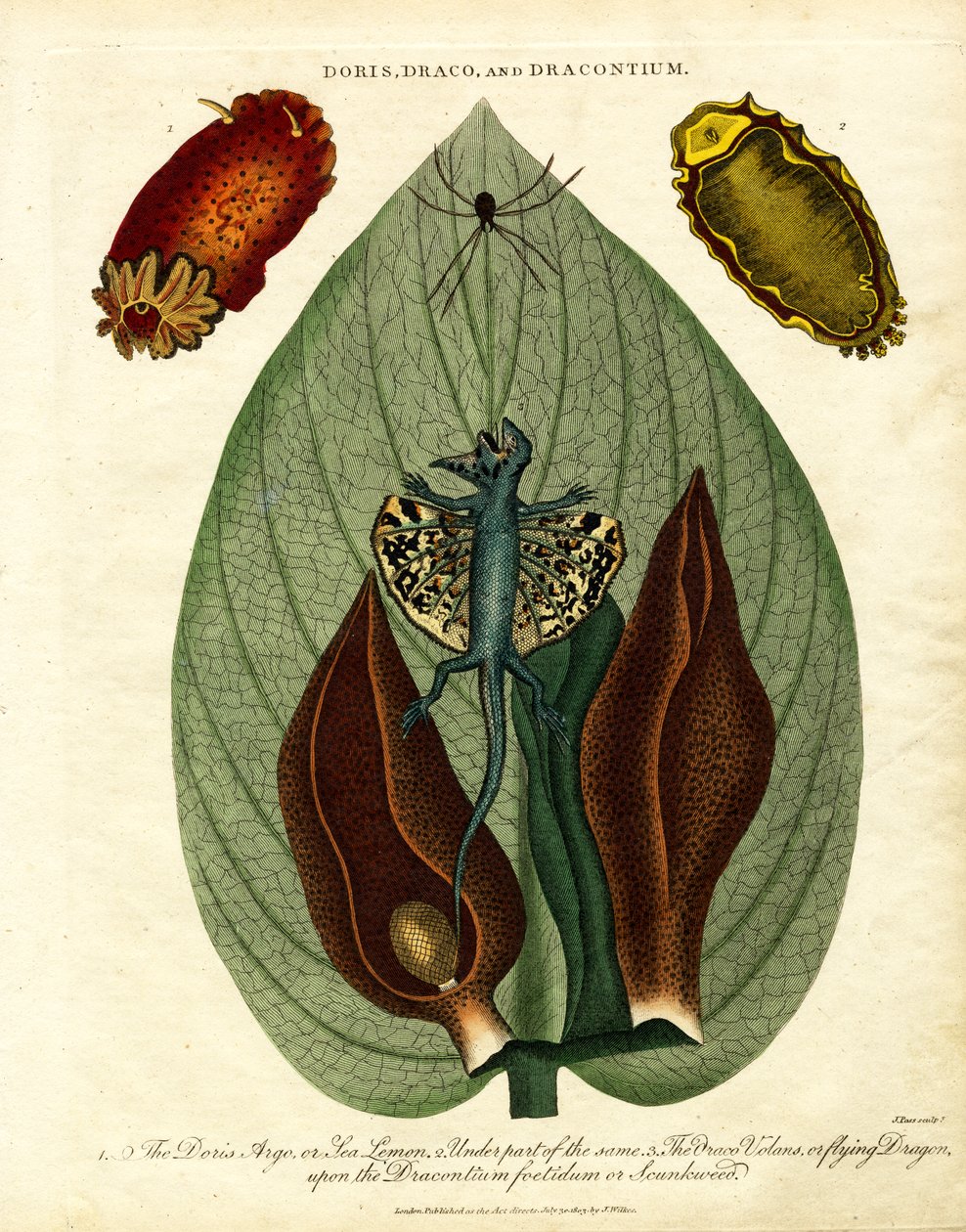 Doris;Draco;und Dracontium von John Pass