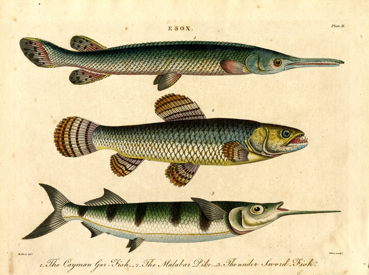 Esox: Hecht- und Schwertfischarten von John Pass
