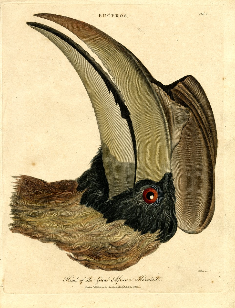 Kopf des großen afrikanischen Hornvogels von John Pass