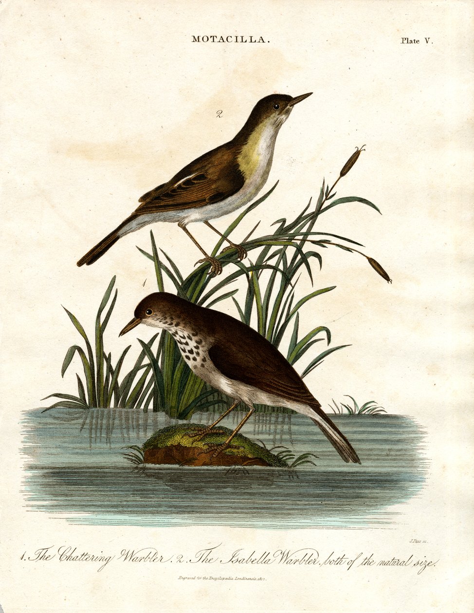 Motacilla: Schwatzender Warbler und Isabella Warbler von John Pass