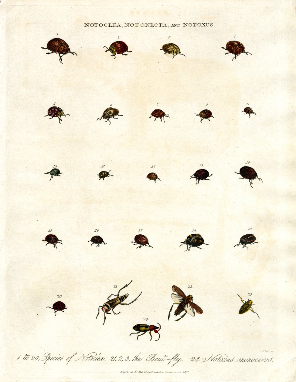 Notoclea; Notonecta; und Notoxus Käfer von John Pass