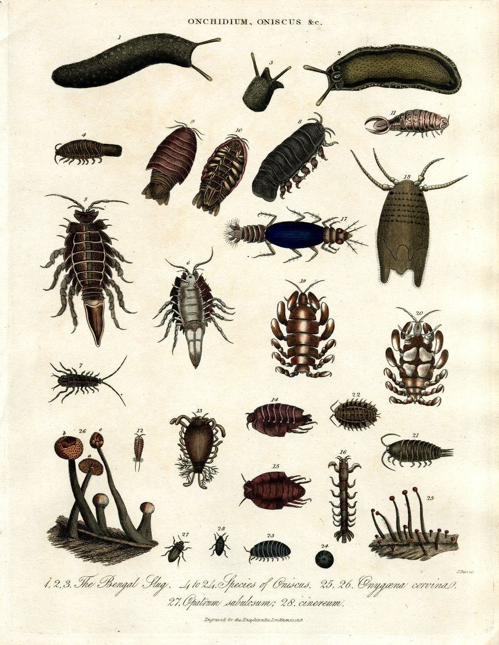 Onchidium;Oniscus und andere Arthropoden von John Pass