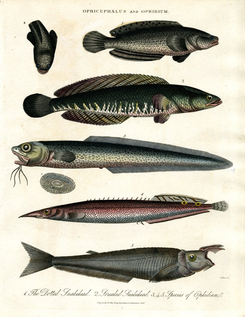 Ophicephalus und Ophidium von John Pass