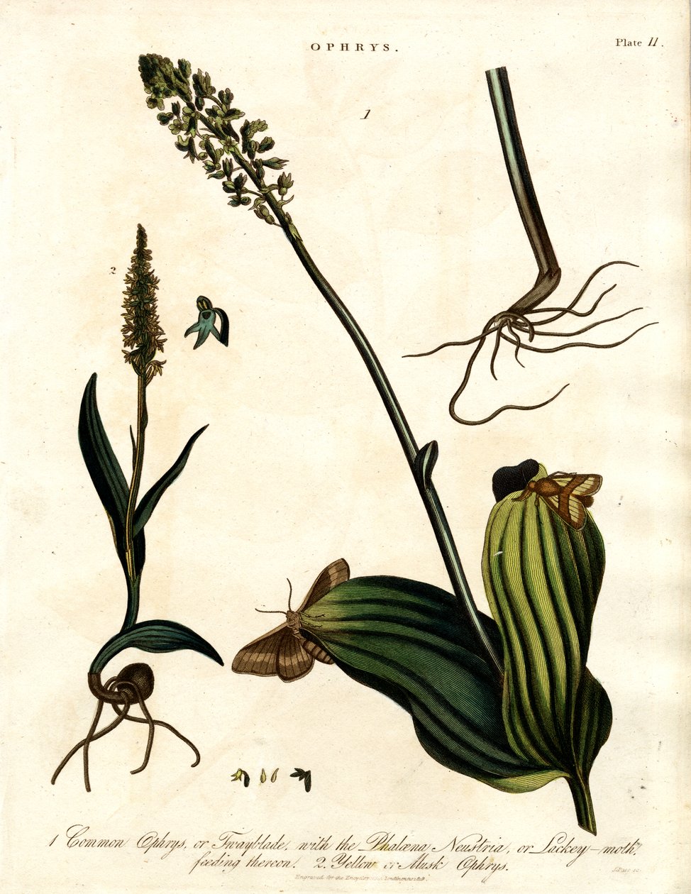 Ophrys-Arten mit Motte von John Pass