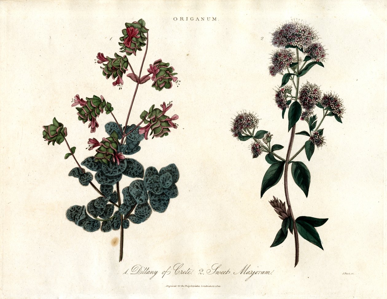 Origanum-Arten: Diptam von Kreta und Süßer Majoran von John Pass