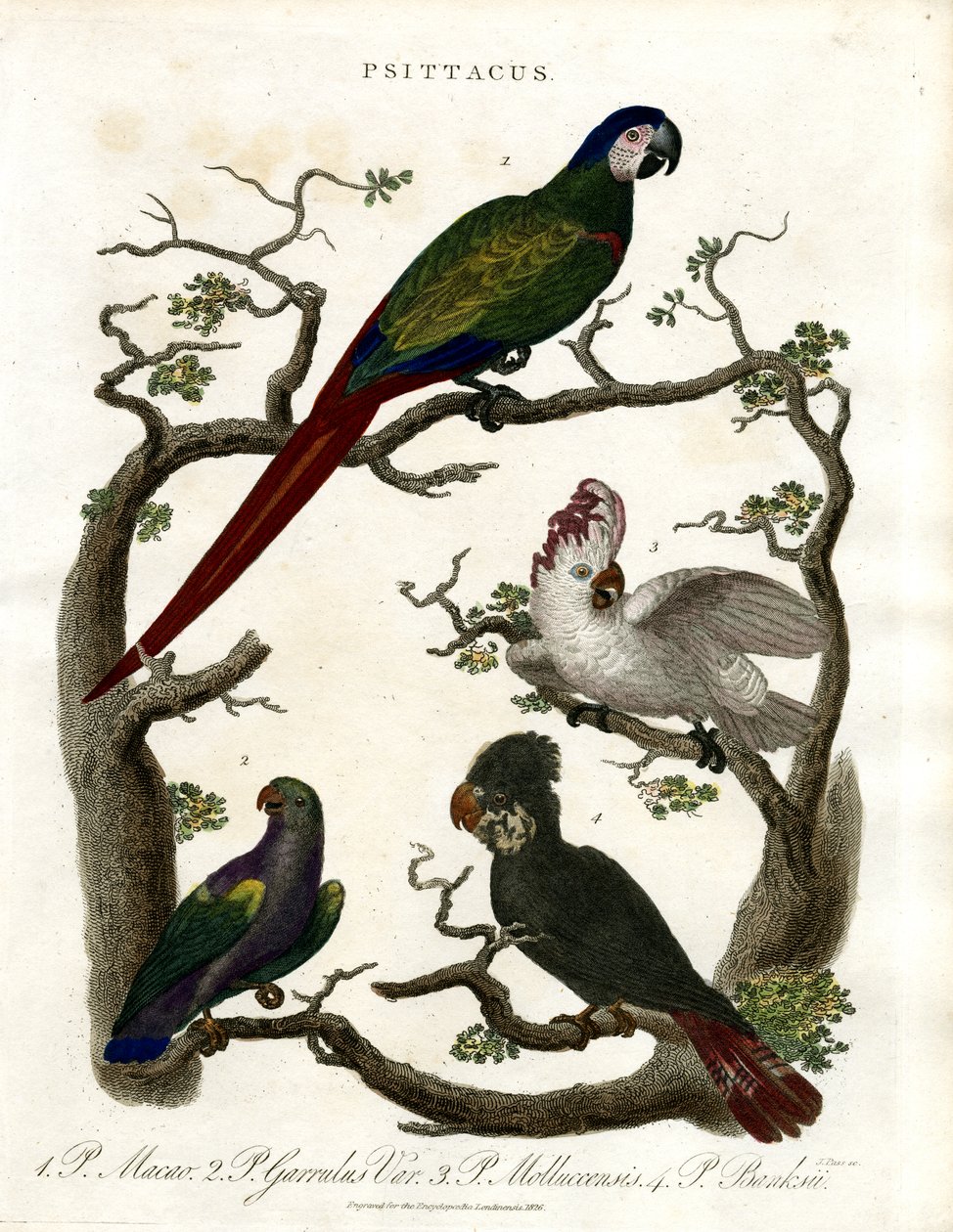 Papageien (Psittacus) von John Pass