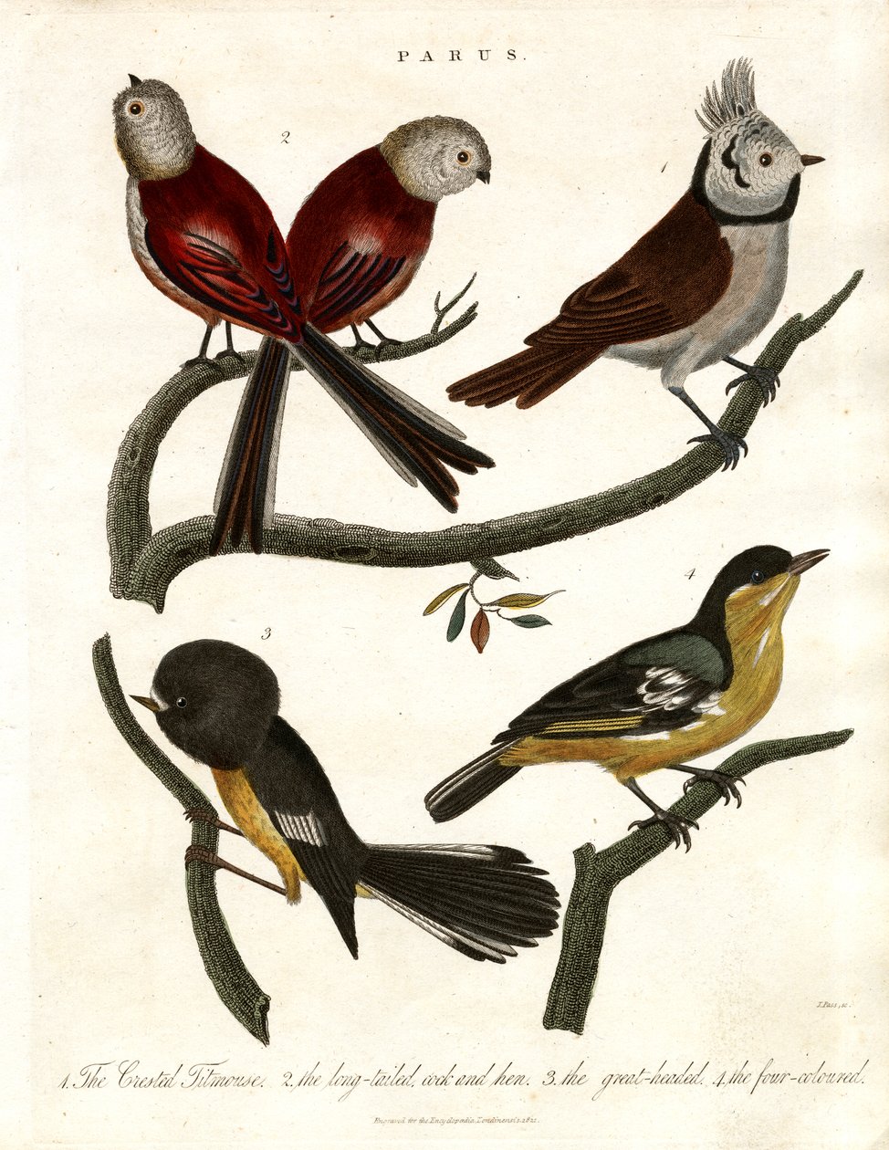 Parus: Meisen und Pariden von John Pass