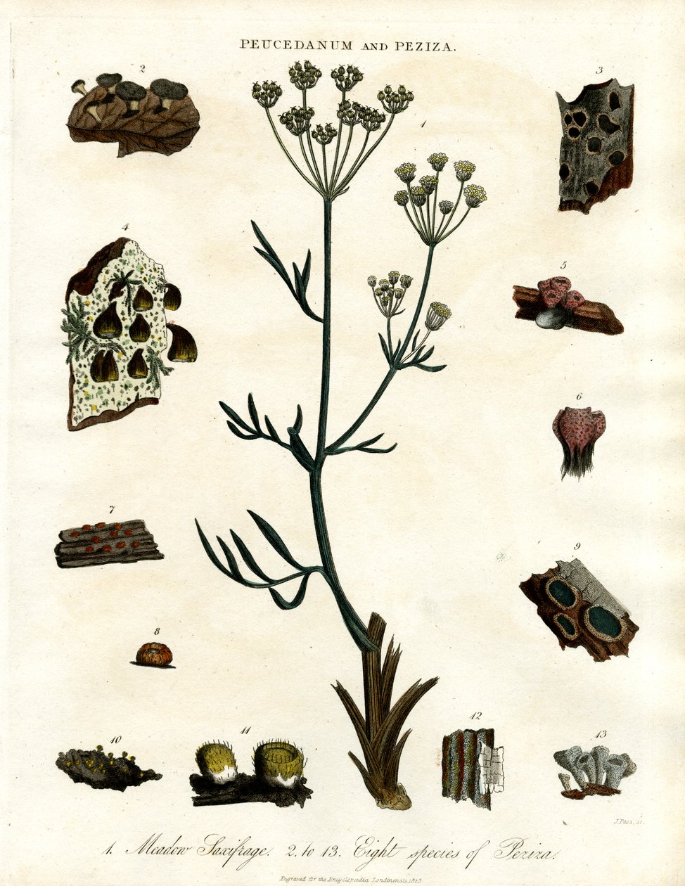 Peucedanum und Peziza von John Pass