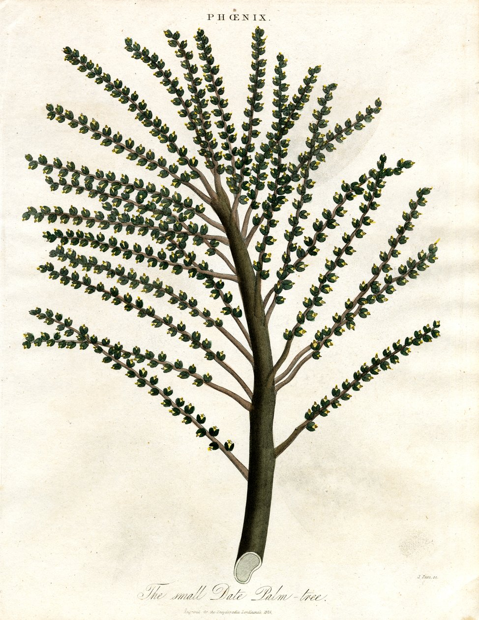 Phoenix (Dattelpalme) von John Pass