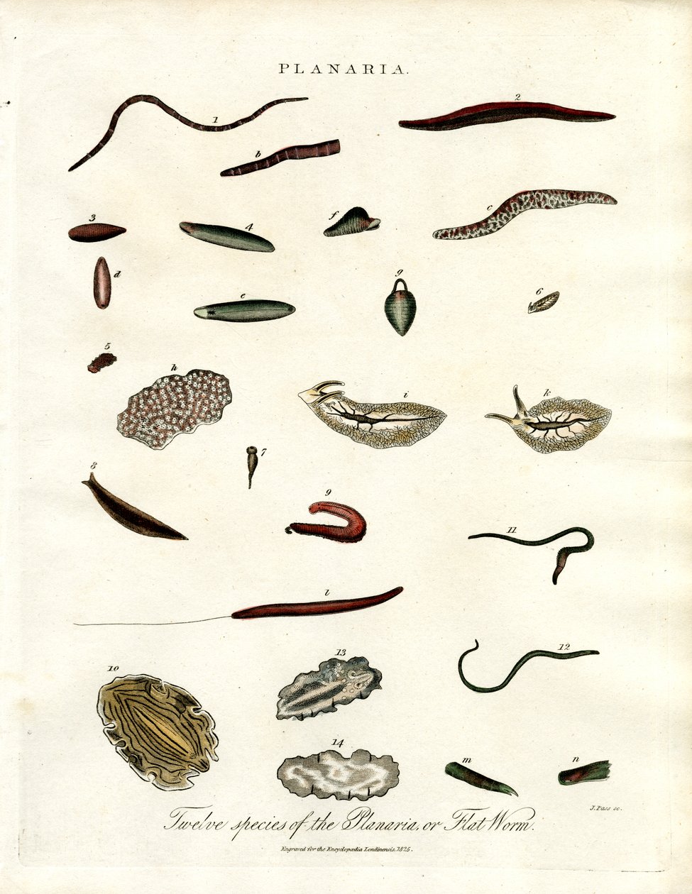 Planaria - Zwölf Arten von Plattwürmern von John Pass