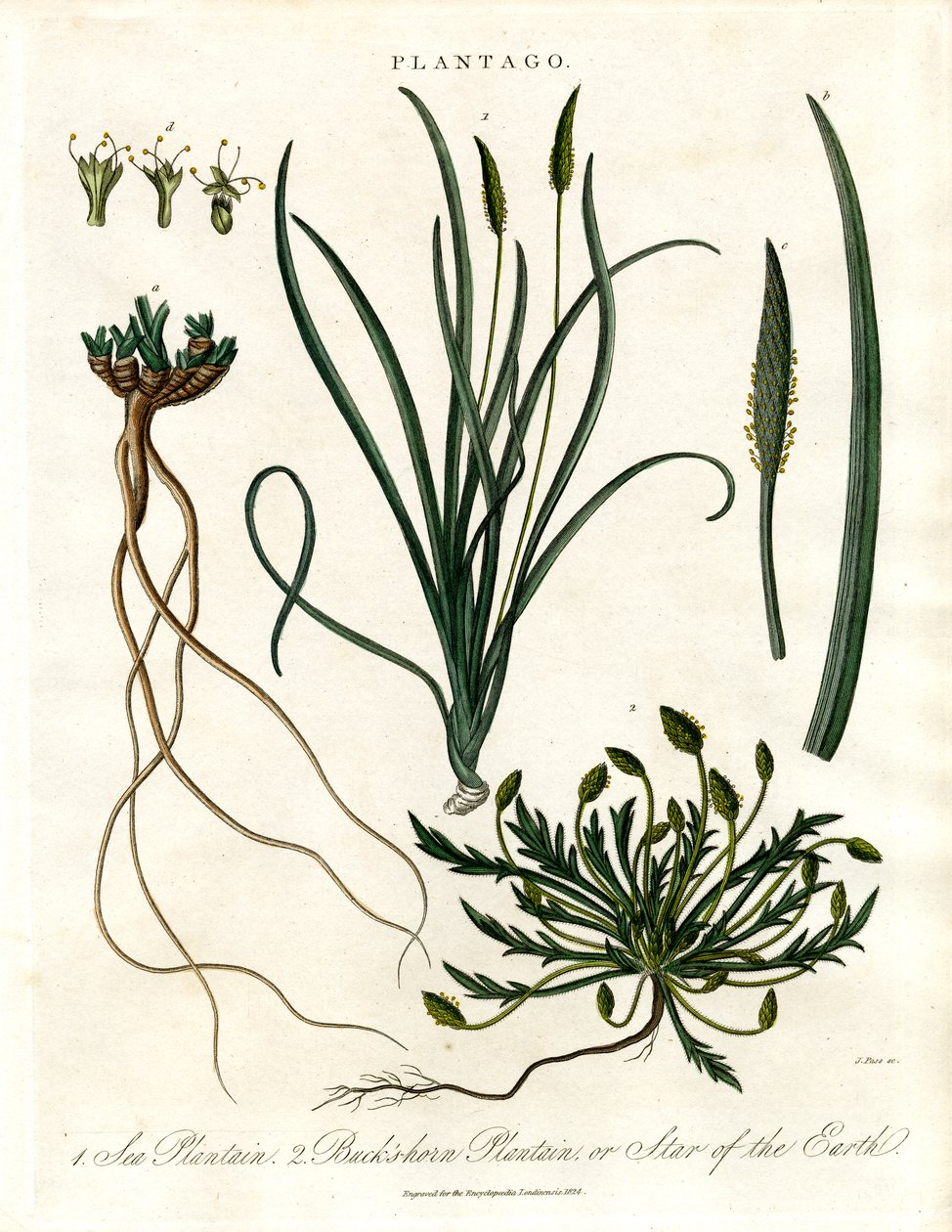 Plantago-Arten von John Pass