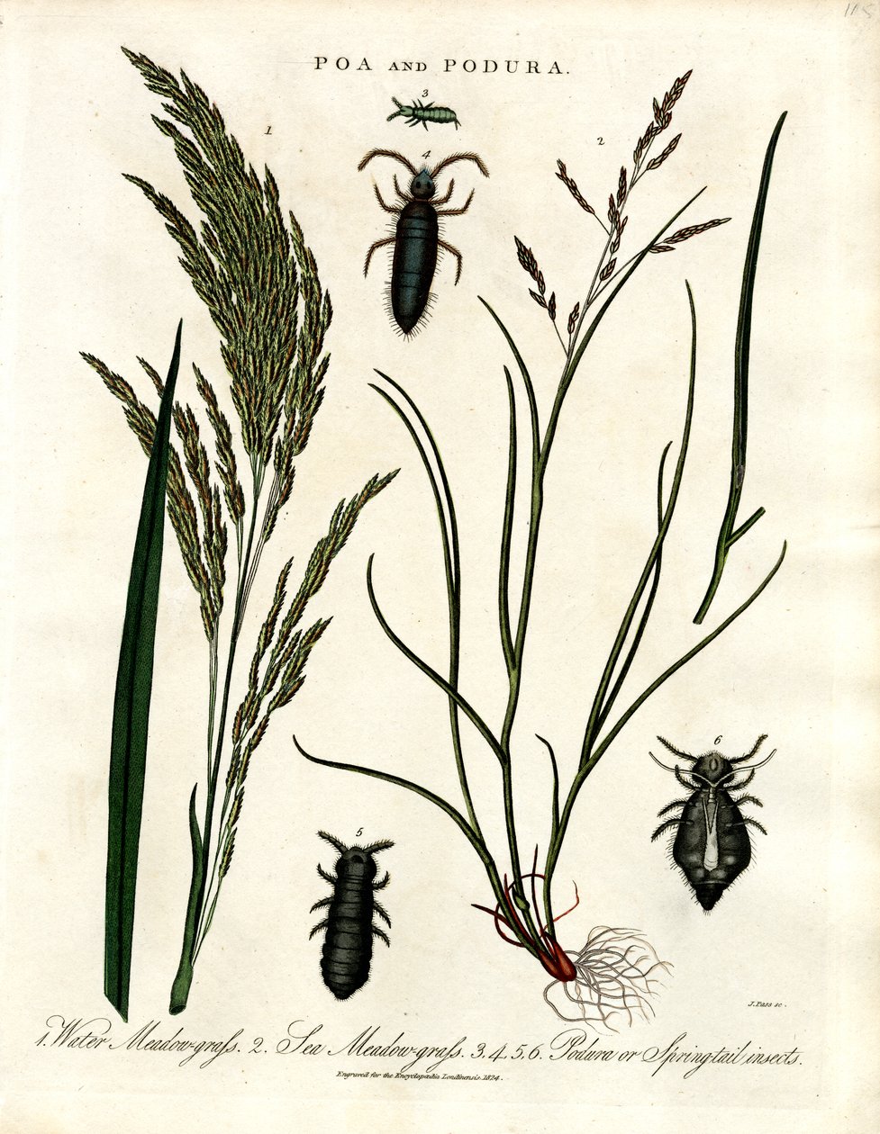 Poa und Podura von John Pass