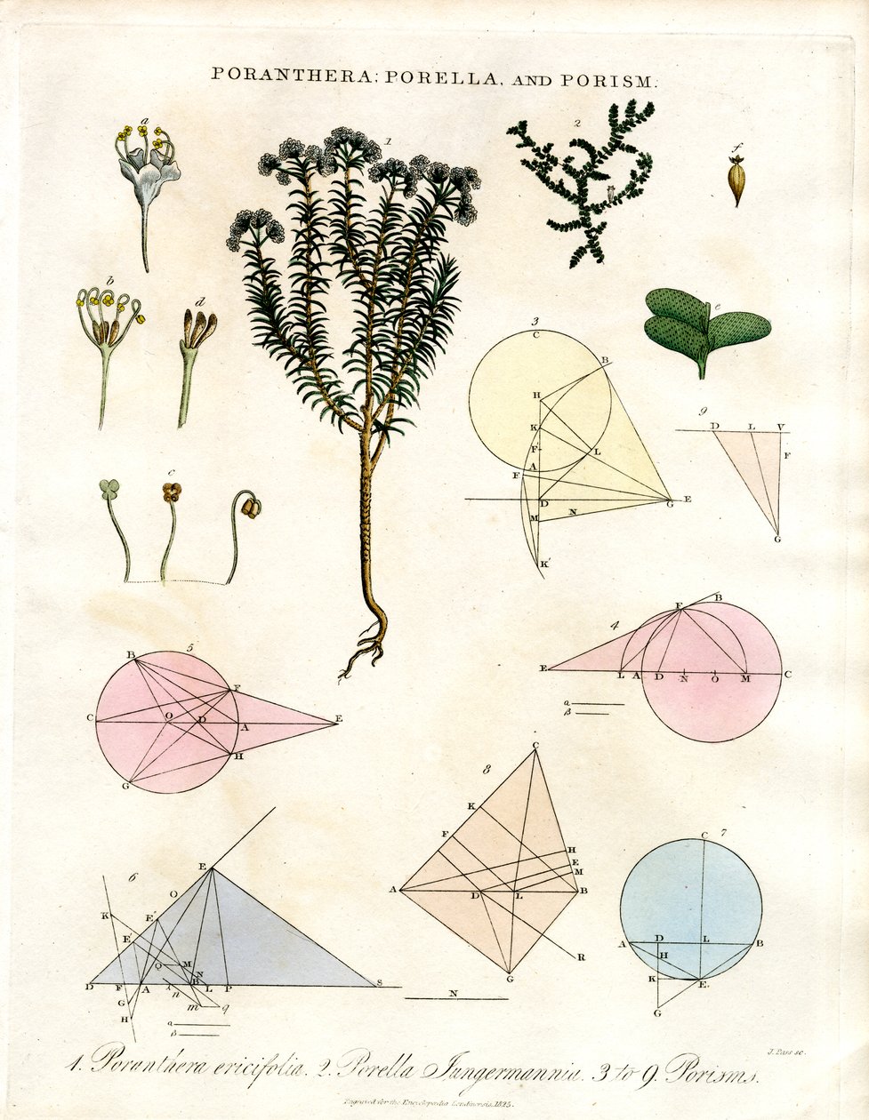 Poranthera; Porella und Porismen von John Pass