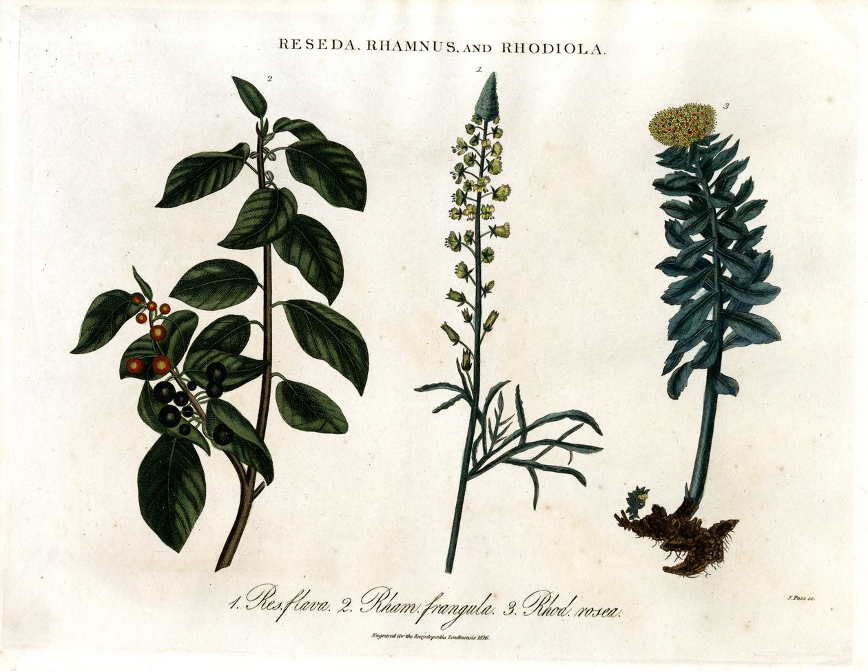 Reseda; Rhamnus und Rhodiola von John Pass