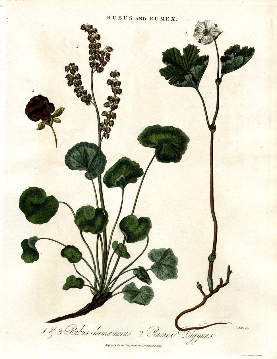 Rubus und Rumex: Moltebeere und Bergsauerampfer von John Pass