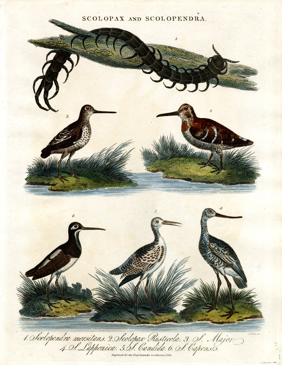 Scolopax und Scolopendra von John Pass
