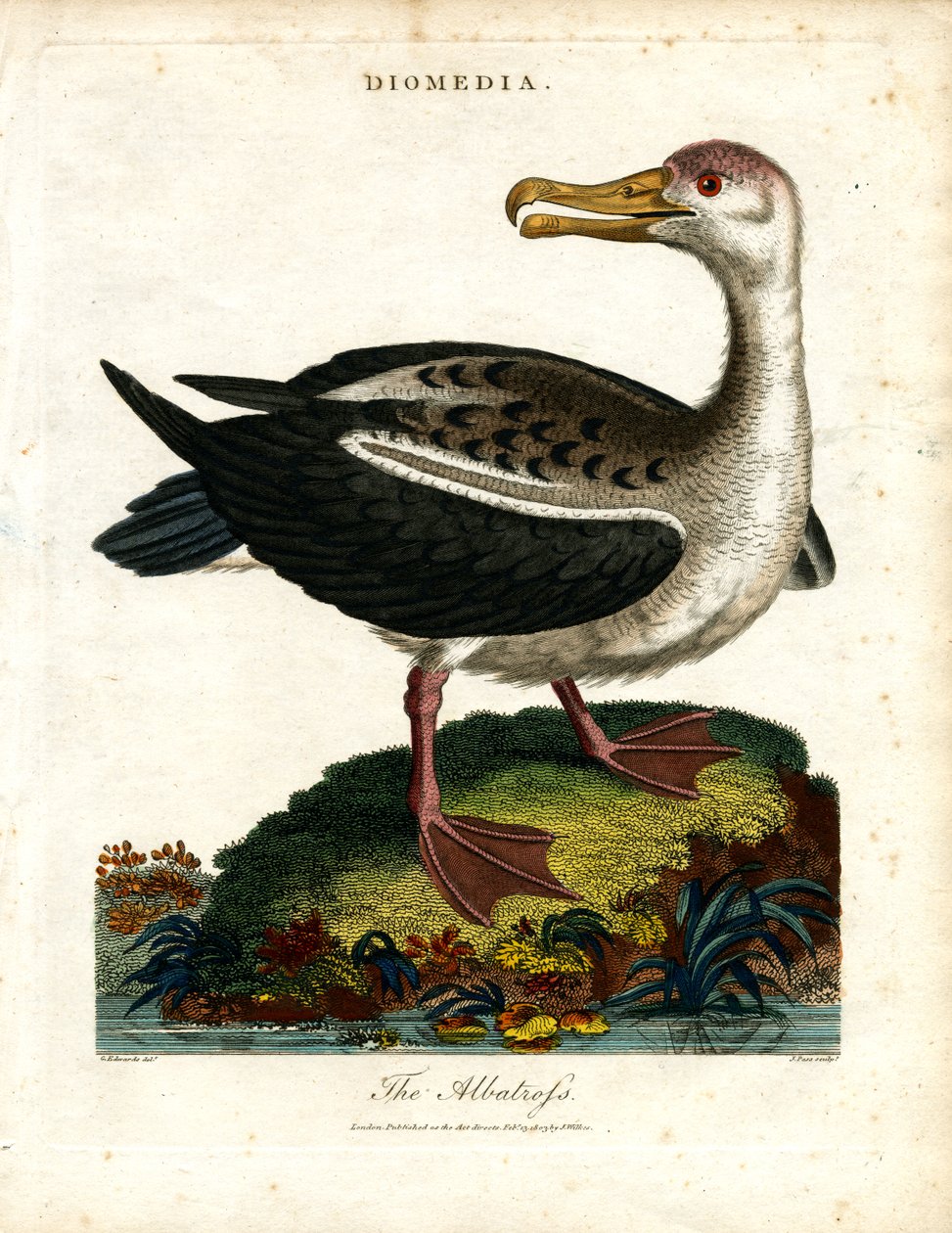 Der Albatros von John Pass