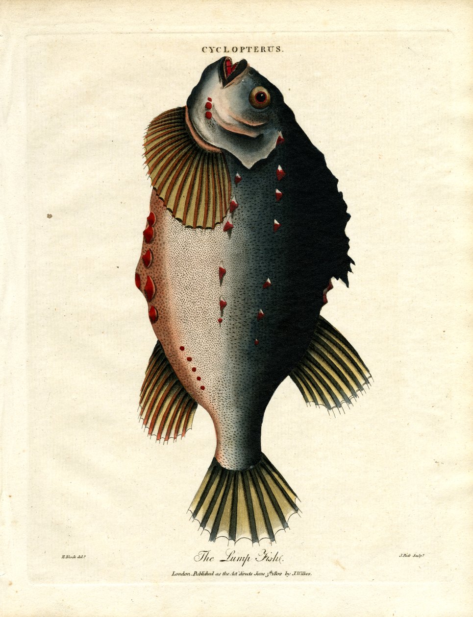 Der Klumpfisch von John Pass