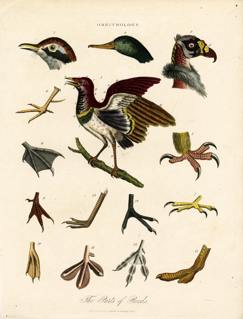 Die Teile der Vögel (Ornithologie) von John Pass