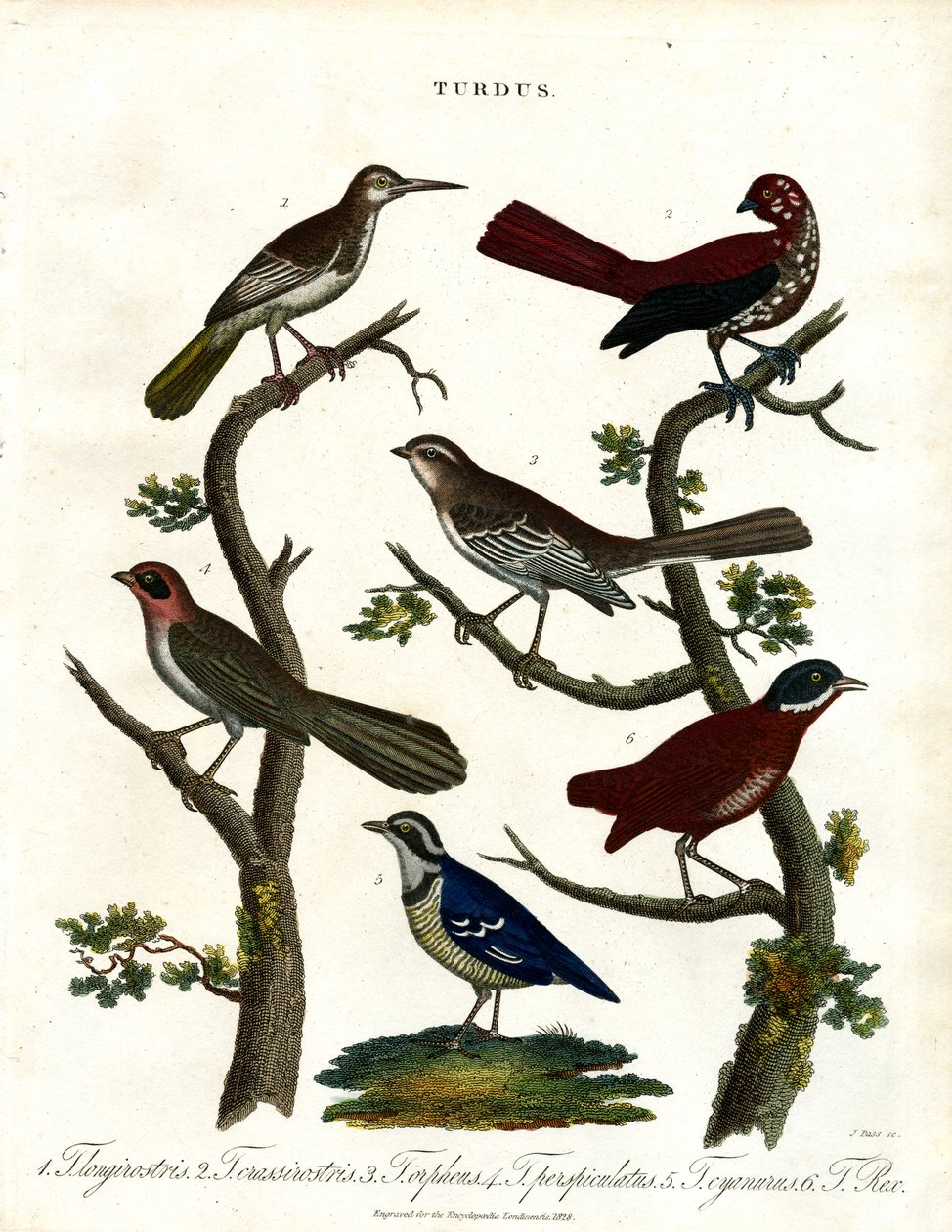 Verschiedene Drosselarten (Turdus) von John Pass