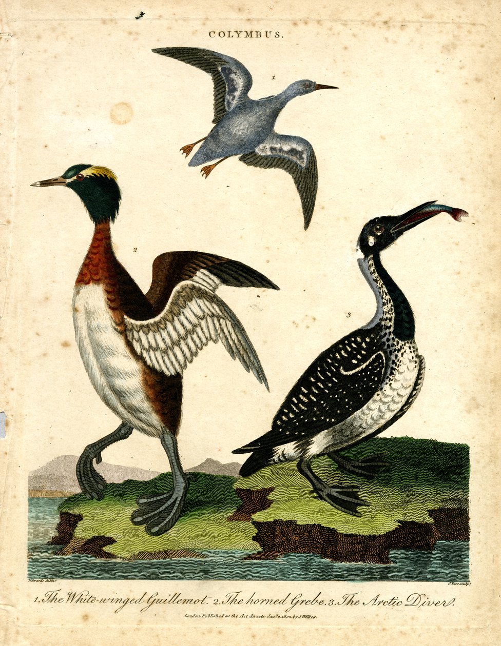 Wasservögel - Weißflügelige Guillemot; Horntaucher und Arktischer Taucher von John Pass