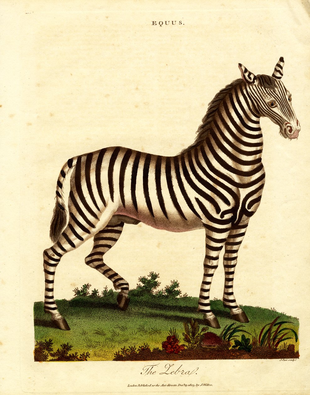 Zebra (Equus) von John Pass