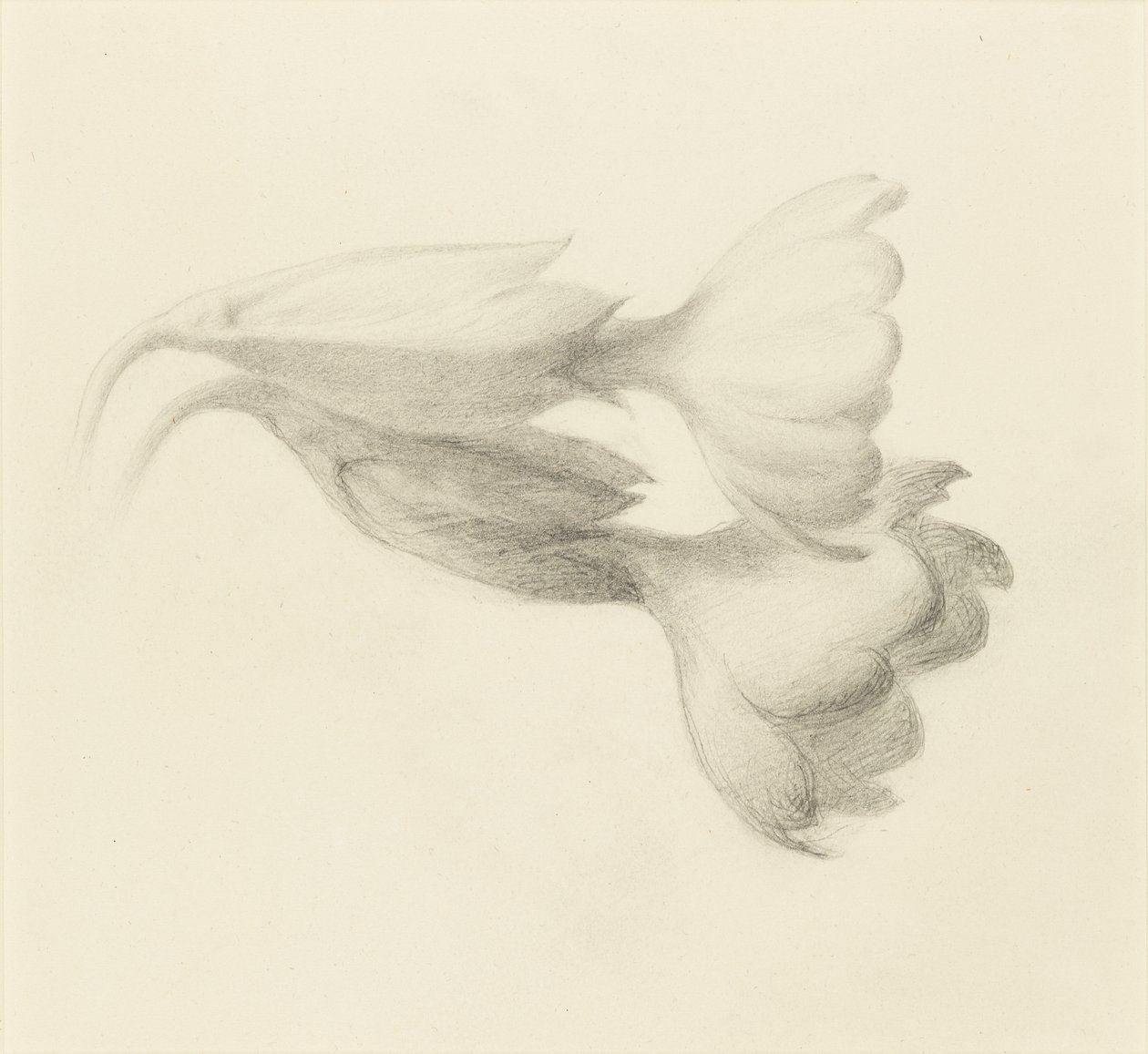 Schlüsselblumen, wahrscheinlich 1871 von John Ruskin