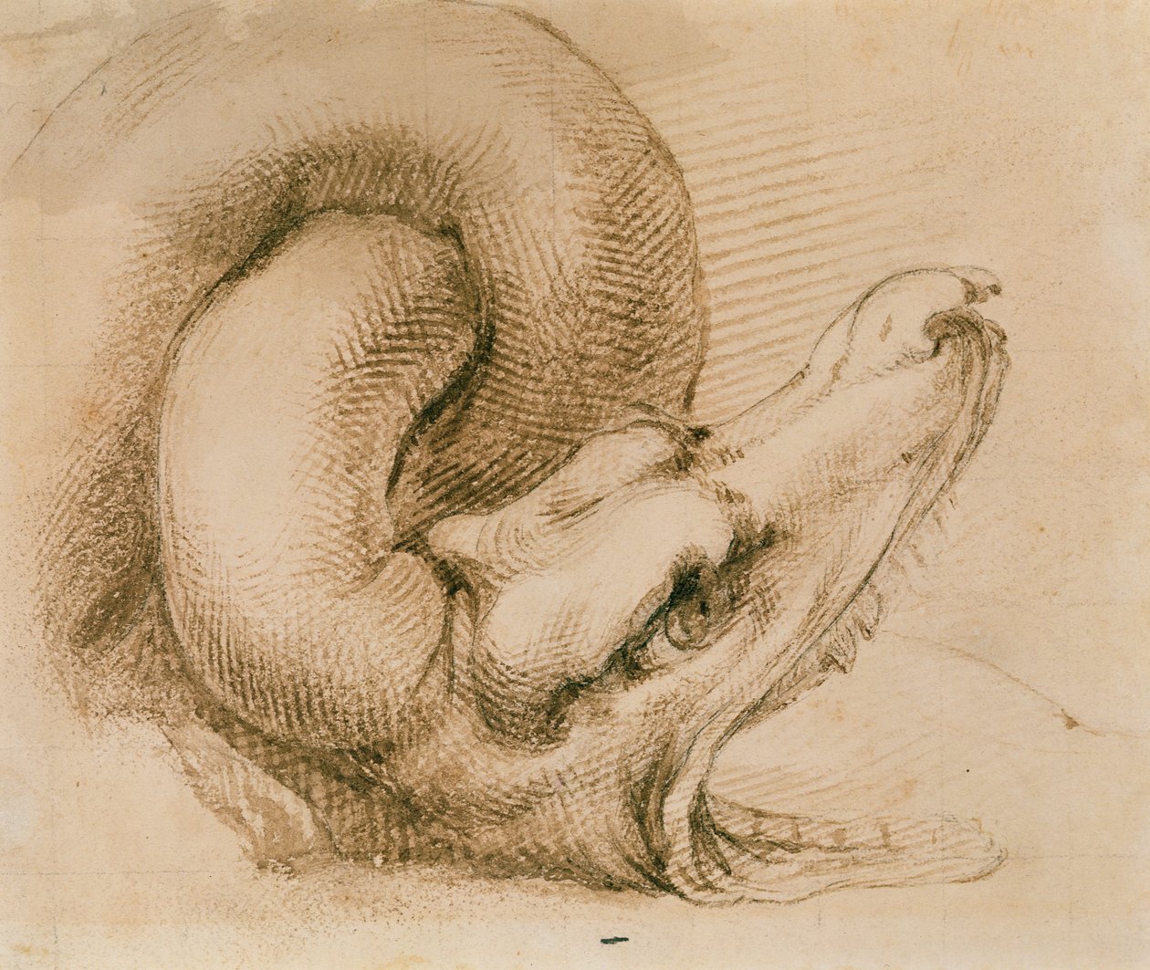 Studie eines Drachenkopfes nach Michelangelo von John Ruskin