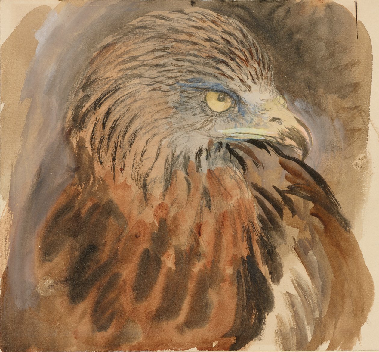 Der Kopf eines Kites, aus dem Leben, 30. August - 1. September 1870 von John Ruskin