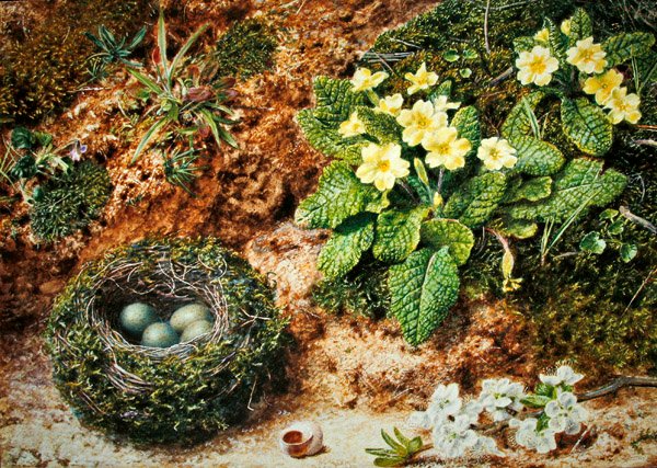 Vogelnest mit Primeln von John Sherrin