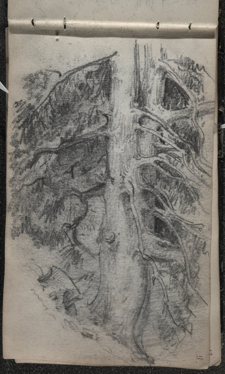 Studie eines Baumes, 1871-72 von John Singer Sargent