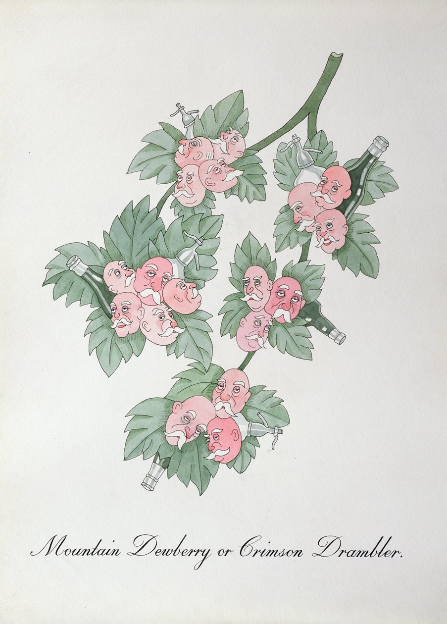 Berg-Taubnessel oder Purpur-Drambler, Illustration aus 