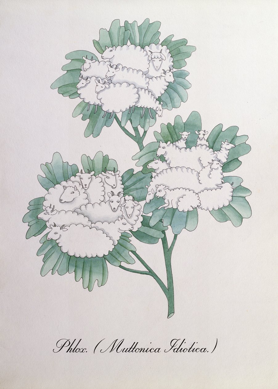 Phlox. (Muttonica Idiotica), Illustration aus 