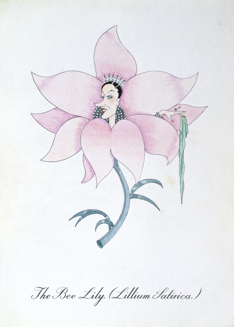 Die Bienenlilie (Lillium Satirica), Illustration aus 