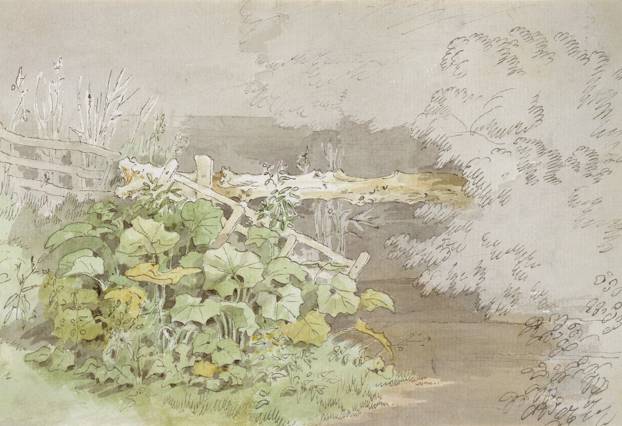 Dockpflanzen an einem schattigen Bach von John White Abbott