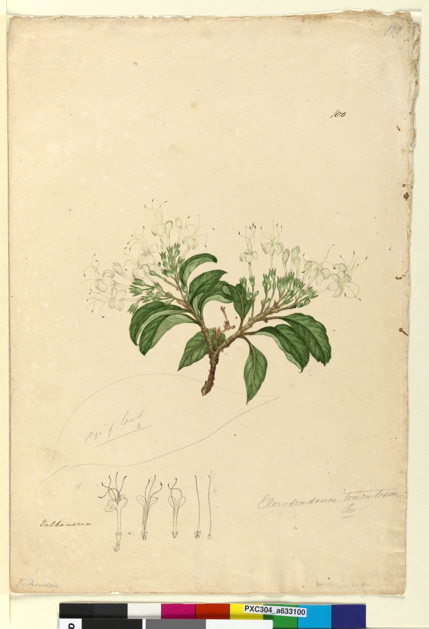 Seite 100. Clerodendrum tomentosum von John William Lewin