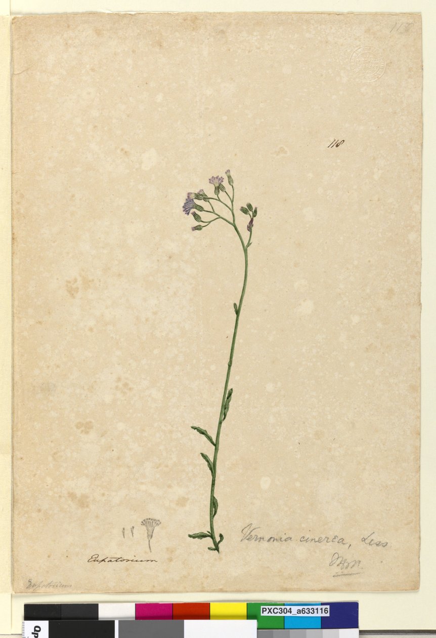 Seite 118. Vernonia cinerea von John William Lewin