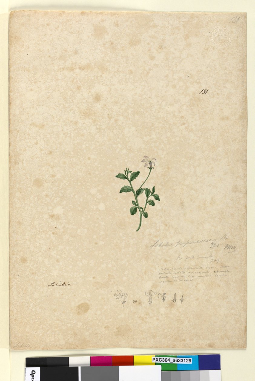 Seite 131. Lobelia purpurascens von John William Lewin