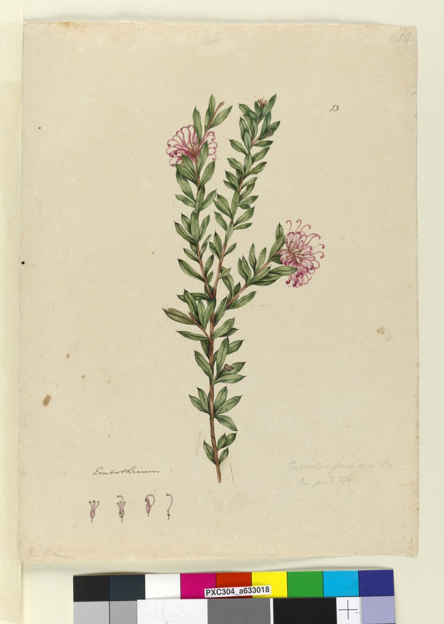 Seite 13. Grevillea punicea, ca. 1803-06 von John William Lewin