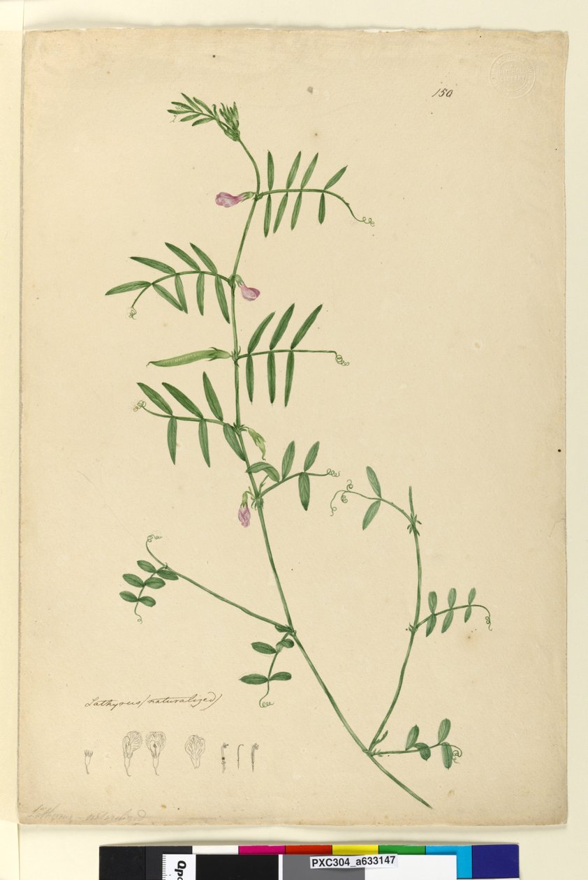 Seite 150. Lathyrus von John William Lewin