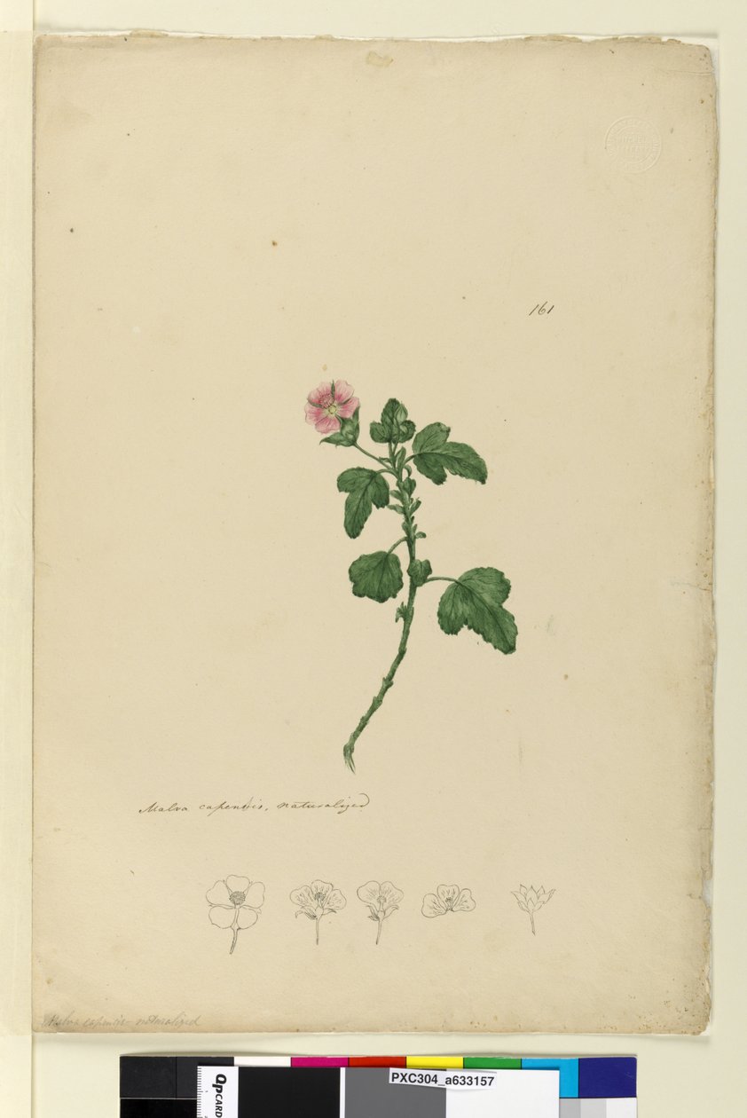 Seite 161. Malva capensis von John William Lewin