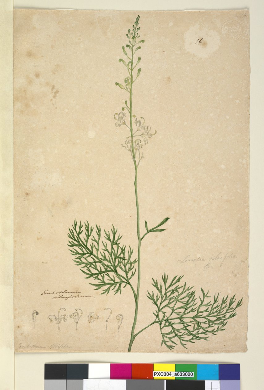 Seite 16. Lomatia silaifolia von John William Lewin