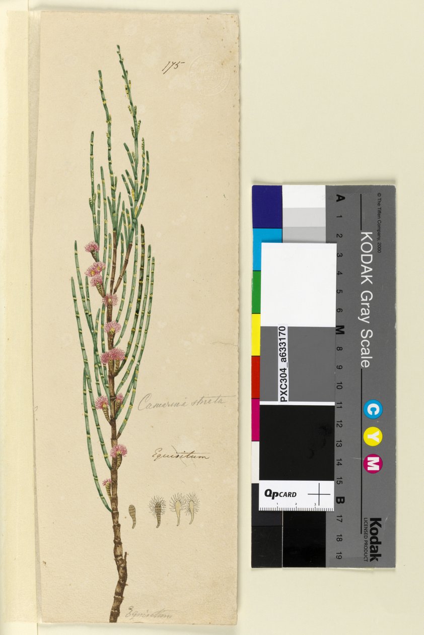 Seite 175. Casuarina stricta Allocasuarina verticillata von John William Lewin