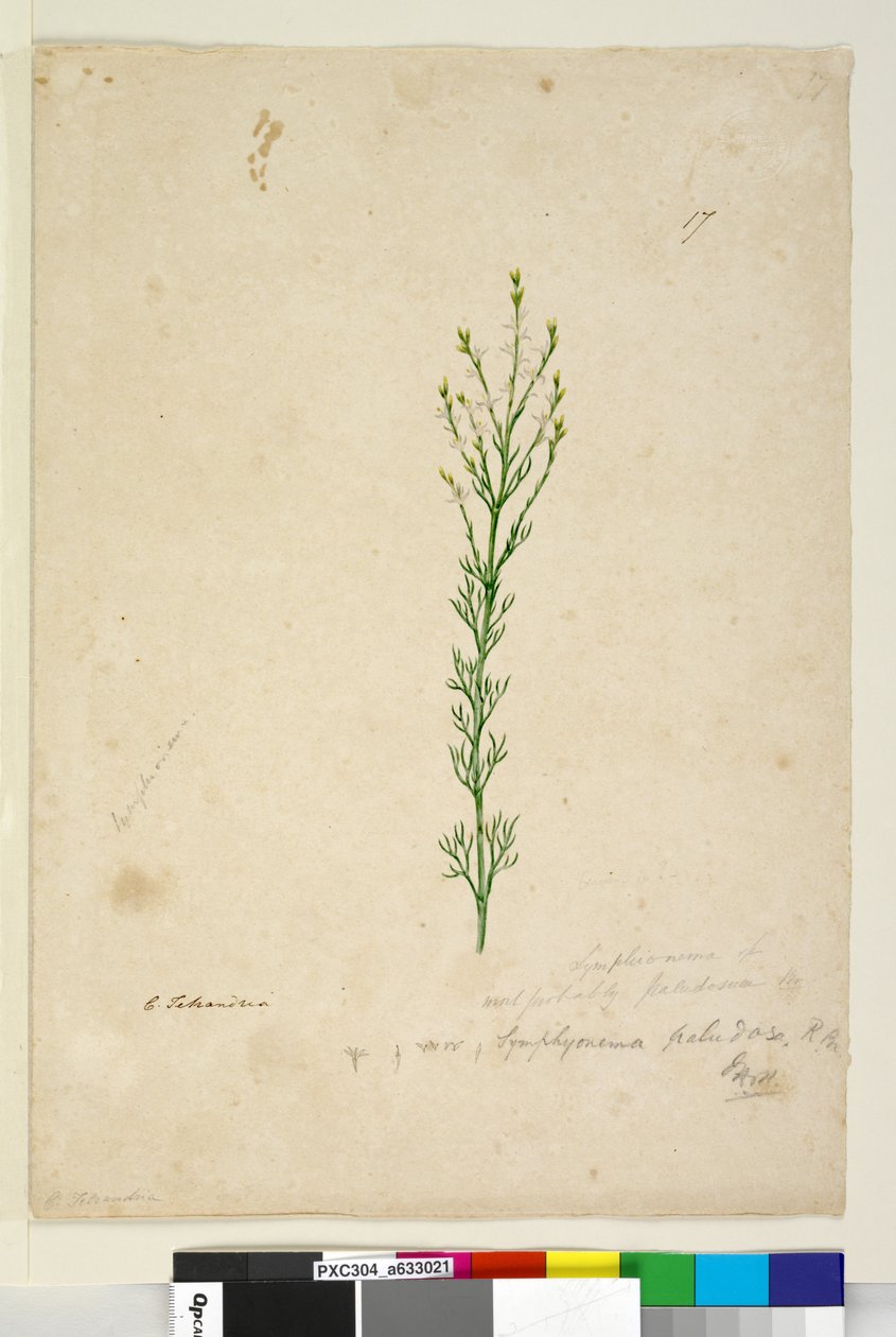Seite 17. Symphionema paludosum von John William Lewin